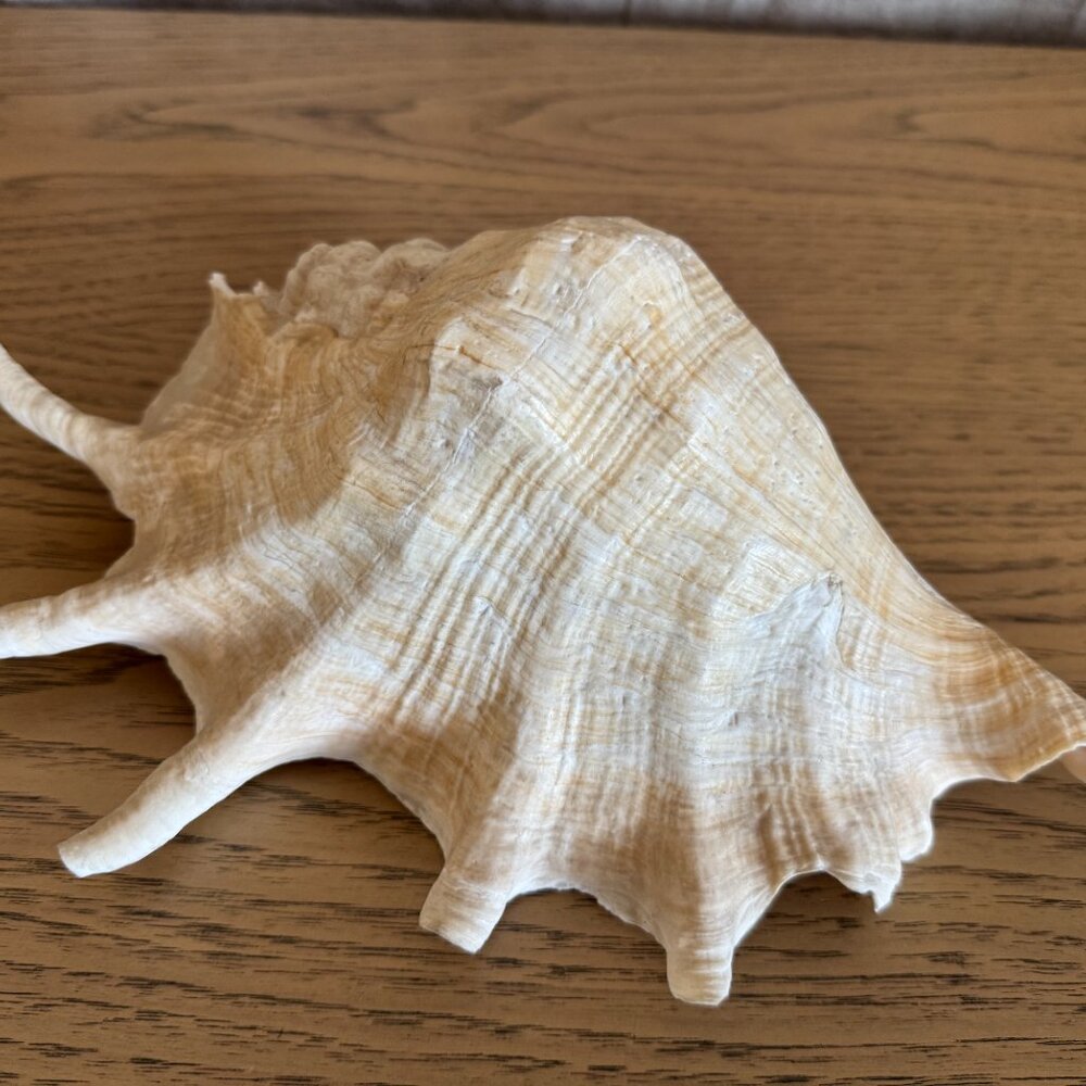 Spider Conch Shell - Picture 5 of 10
